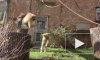 Видео: Гиббоны из Ленинградского зоопарка активно проводят время на самоизоляции