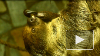 Ленивых ленивцев в зоопарке заставляют делать зарядку