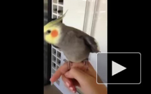 Попугай поет дабстеп