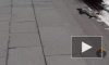 Видео: спасение нерпы в центре города