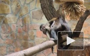 В Ленинградском зоопарке выбрали имя для малыша-капуцина