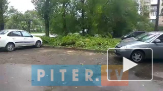 Видео: на Кингисеппском шоссе деревья обрушились на несколько автомобилей