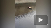 Видео: по набережной канала Грибоедова плывет гроб