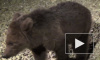 Медвежат, запертых в одном из гаражей в Купчино, спасли
