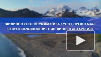 Кусто предсказал скорое исчезновение пингвинов в Антарктиде