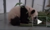 Новорожденная панда из Московского зоопарка сделала первые шаги