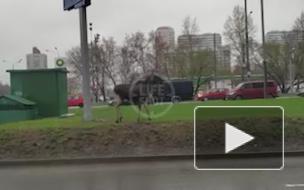 На юге Москвы сотрудники ДПС гоняли по улицам дикого лося