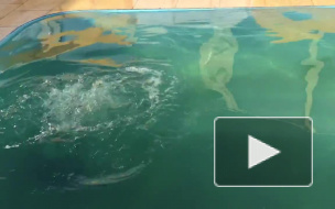 Появилось видео: нерпенка по имени Дикий Вовчик готовят к транспортировке