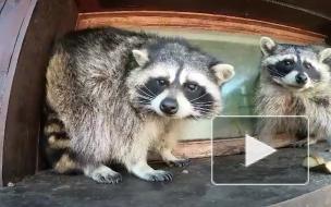 В Московском зоопарке проснулись еноты и енотовидная собака