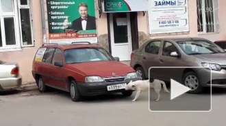 Видео из Ялты: Собака ворует номерные знаки с машин