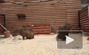 В Ленинградском зоопарке родился детеныш капибары