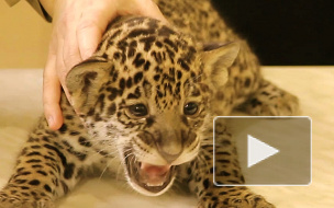 В Ленинградском зоопарке родились ягуарята, которые начали обсасывать мясо