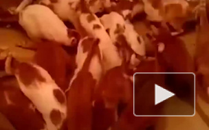 Москвичка развела в квартире 140 кошек