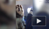 Видео: огромный аляскинский маламут стал пассажиром самолета