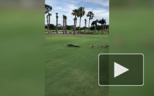 Видео: в США на турнире по гольфу появился аллигатор