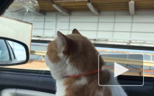 Кот Мостик "проверил" железнодорожную часть Крымского моста