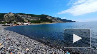 На берег Геленджика выбросило мертвых дельфинов