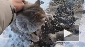 Появилось видео спасенной изо льда кошки в Челябинске