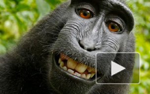 Вокруг селфи макаки разразился скандал из-за авторских прав