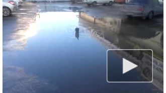 Морской кот