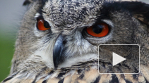 В Петербурге в "Час Земли" выпустят отобранный у фотографов ушастых сов