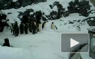 Весёлый пингвин!