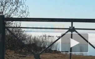 Видео: петербуржцы рыбачат у Лахта Центра несмотря на запрет 
