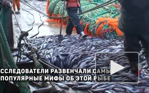 Роскачество развенчало мифы о минтае 