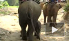 В Таиланде бешеный слон растоптал двух одесситов