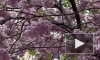 Петербуржцы любуются цветущей сакурой в Саду Дружбы: взгляд Piter.tv