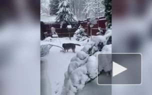 "Деревья падают на машины, а зонт вырывает из рук": видео 10-сантиметрового снежного покрова в Москве 