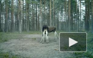 Брачный бой лосей за самку в Ленобласти попал на видео 