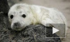 Петербургские зоологи спасли детенышей серого тюленя