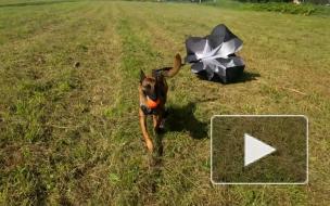 В России создали парашют для десантирования служебных собак
