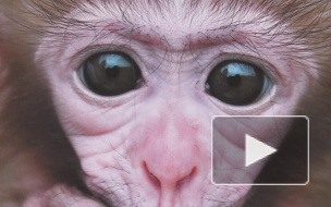 На Марсово поле приехали обезьяны из сухумского зоопарка и веселый бобер