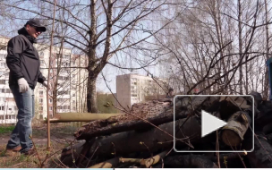 Видео: сотрудники администрации взяли мешки и грабли и вышли на уборку города