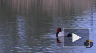 У стен Петропавловской крепости заметили редких селезней