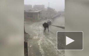 Китайцев рассмешила скользящая корова на льду