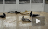 С жителями Петербурга поделились видео отдыхающих тюленей