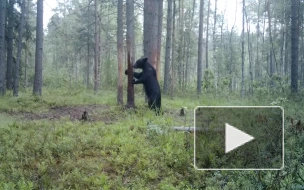 Молодая медведица во Всеволожском районе активно ищет себе жениха