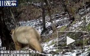 Заповедник на юго-западе Китая опубликовал видео с пандой-альбиносом