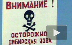 В Саратовской области зарегистрировано три случая сибирской язвы