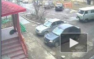 В Челябинской области мужчина убил собаку на глазах у детей