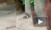 Ленинградский зоопарк показал, как ужинает кенгуренок