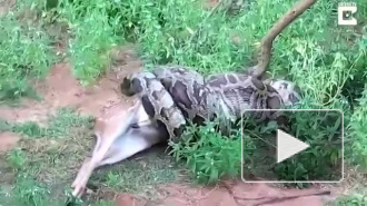 Туристы в Шри-Ланке сняли на видео, как питон полностью заглотил оленя