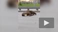 На Пулковском шоссе автомобиль сбил лося