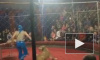 Девочка, искусанная львицей в цирке на Кубани, находится в коме
