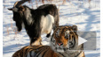 Популярного тигра Амура отправят в парк Краснодарского ...