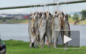 Петербуржцев потчевали рыбой на празднике "Невская уха-2015"
