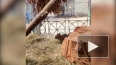 Юным капибарам из Ленинградского зоопарка дали имена